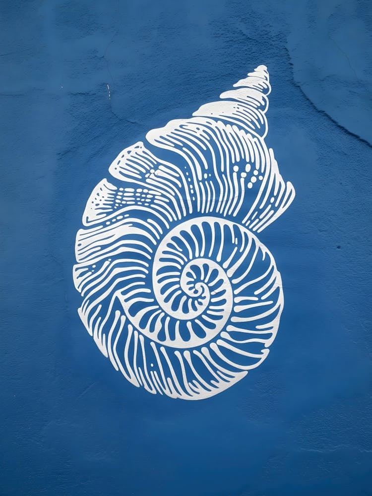 Sea Shell 6