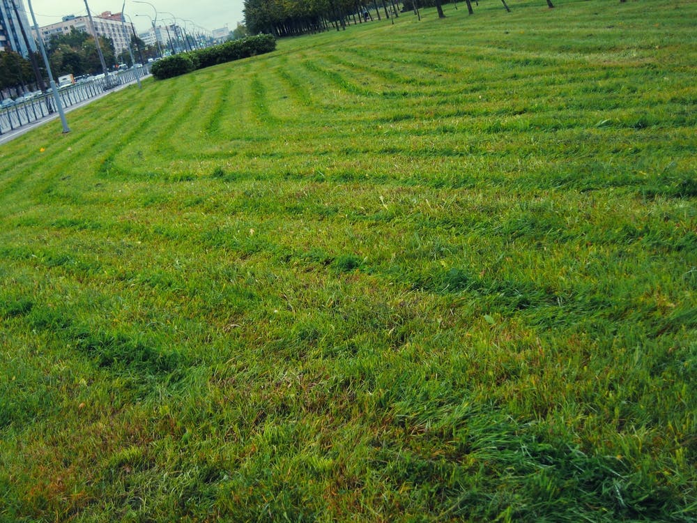 Green Grass In The City