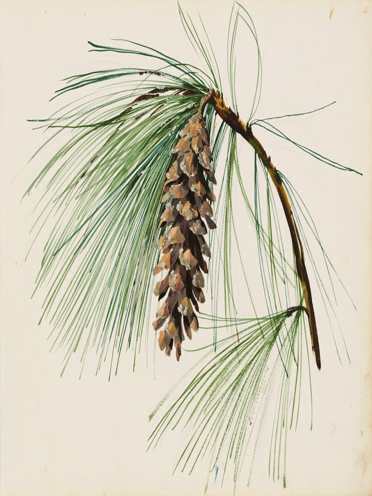 Pine Cone 1