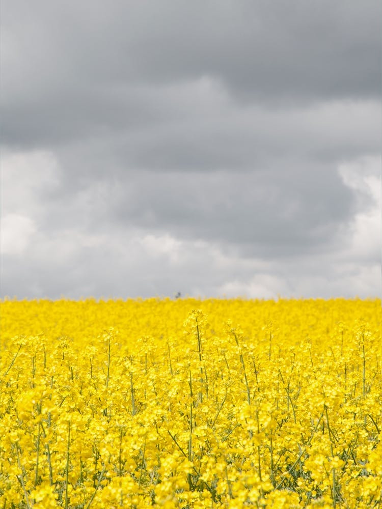 Grey And Yellow Fields