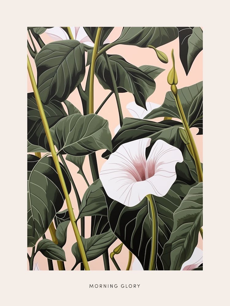 Blumenillustration Prunkwinde 3 Poster