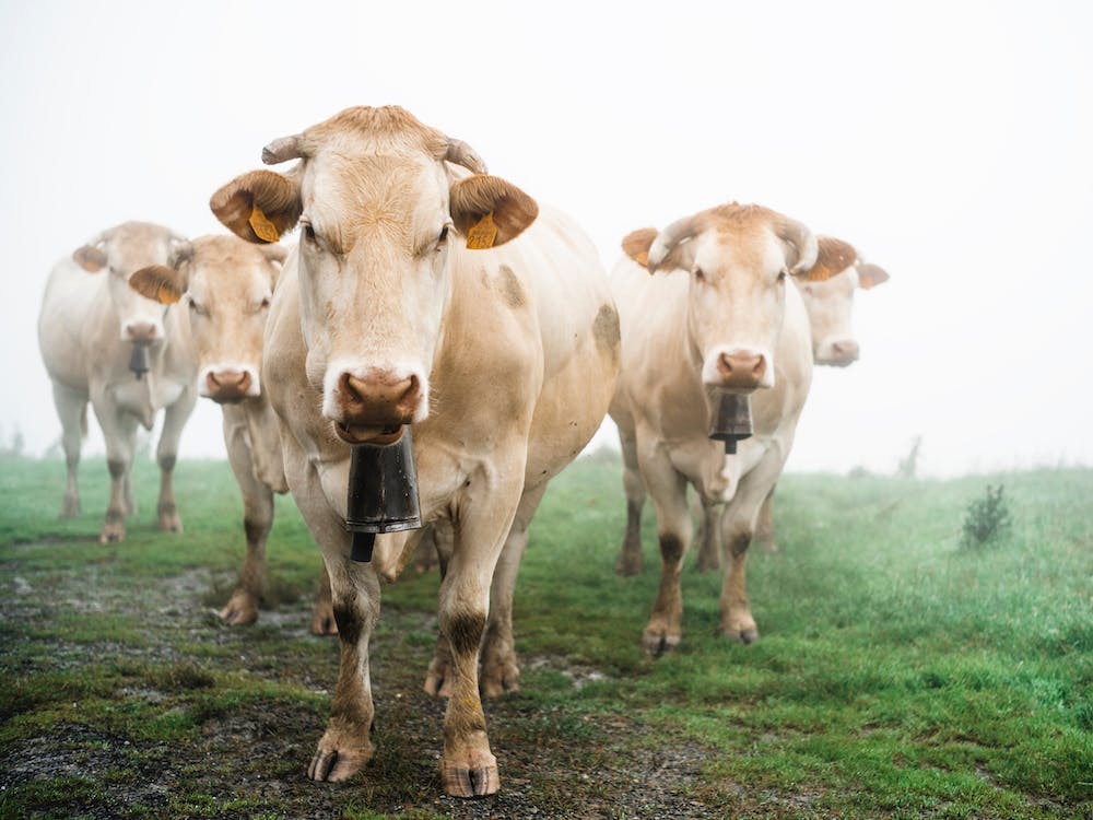 Cows