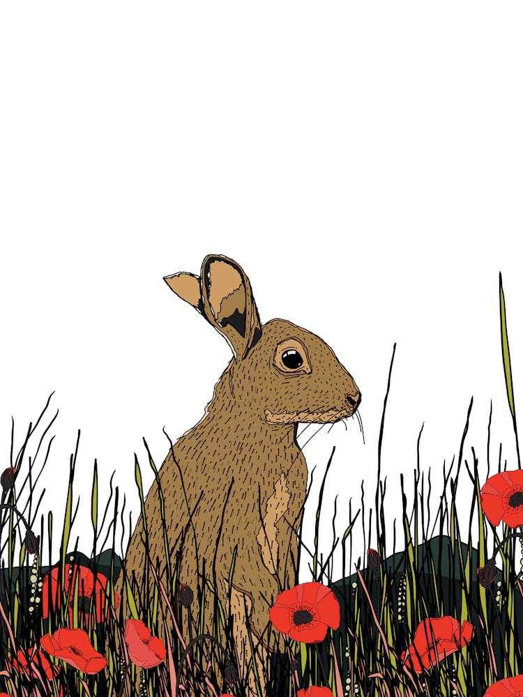 Hare In Poppies 1