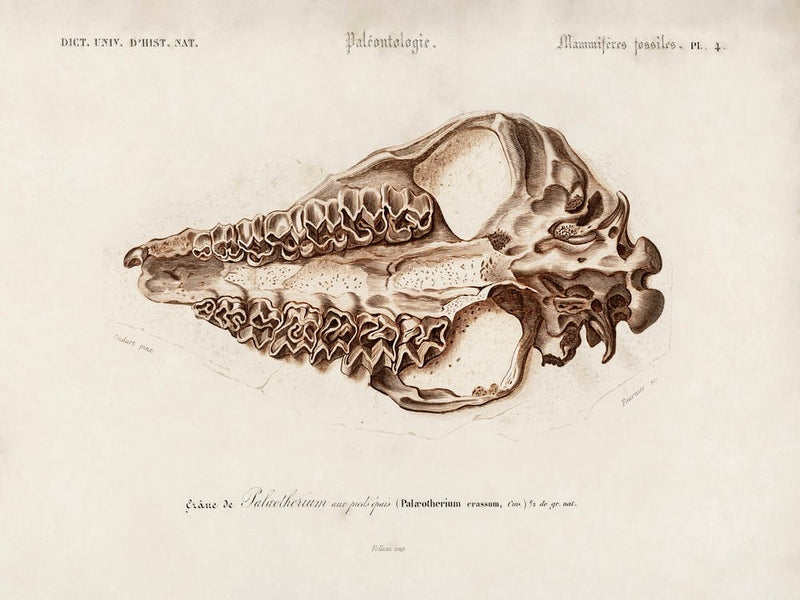 Odd Toed Unlate (Palaeotherium), Charles Dessalines D'Orbigny