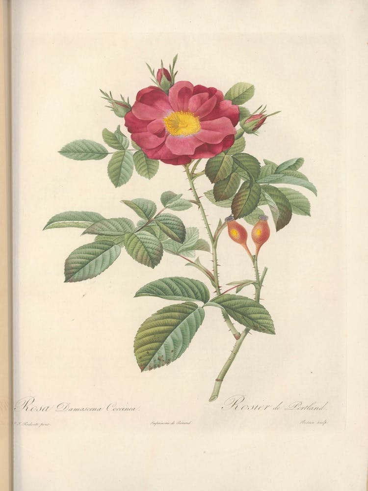 Rose Illustration, Pierre Joseph Redoute (58)
