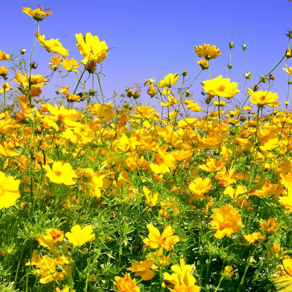 Yellow Cosmos Flowers