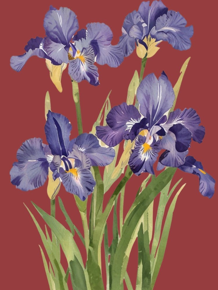 Blue Iris