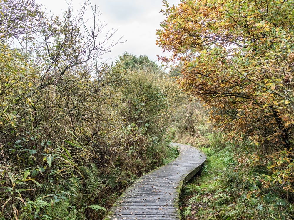 Autumn In The Moerputten In Den Bosch
