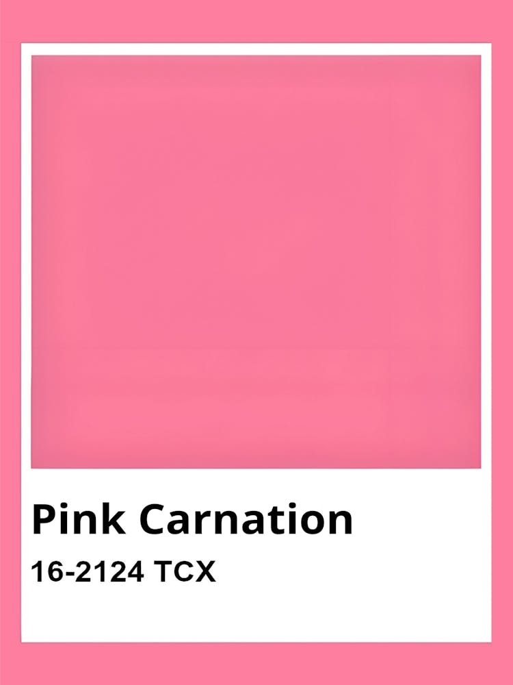 Pink Carnation