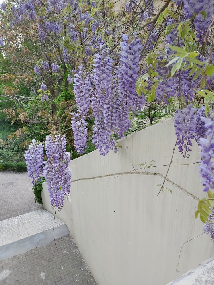 Glycine