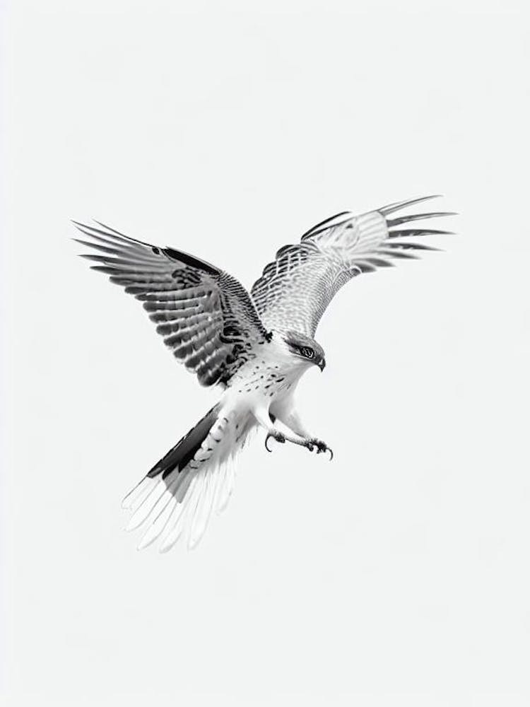 Hawk B&W Pencil Drawing 3 Bird