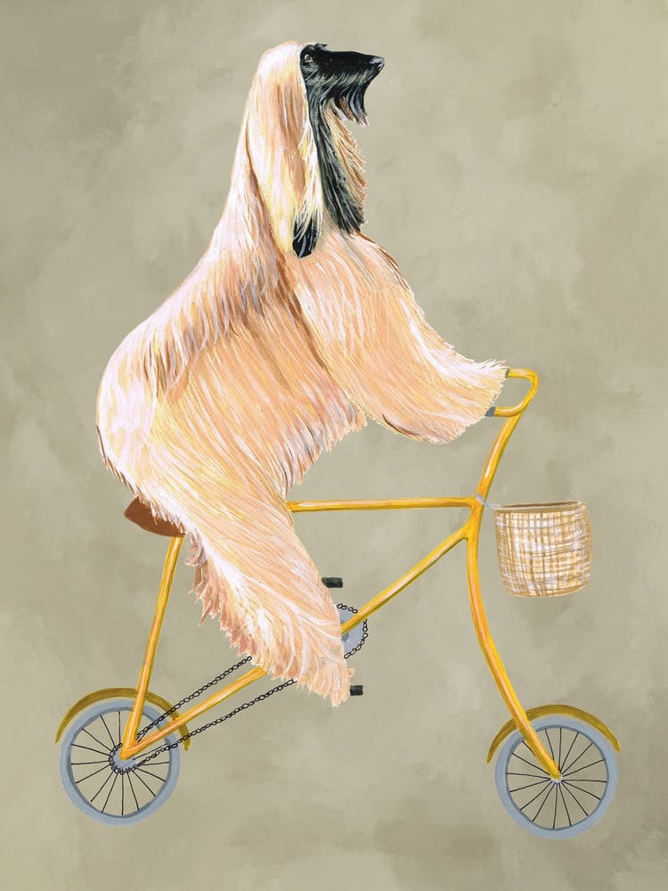 Afghan Dog On Bicycle