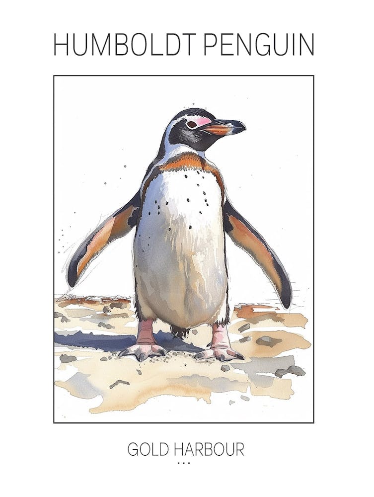 Humboldt Penguin Gold Harbour Watercolour Painting 4 Poster