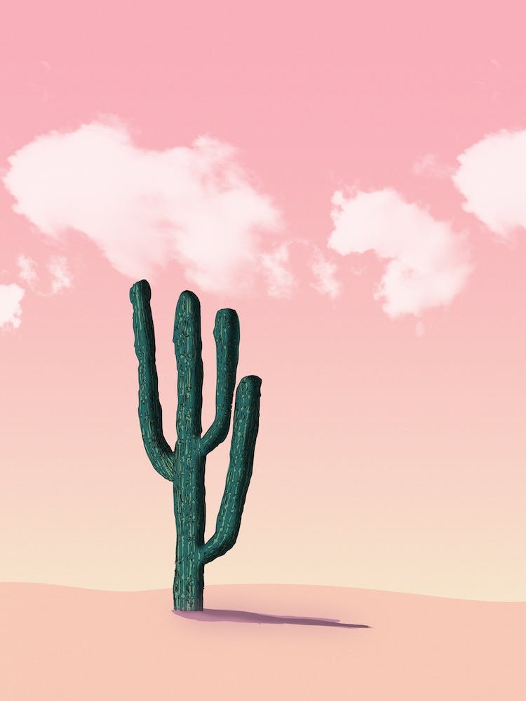Cactus In A Pink Desert
