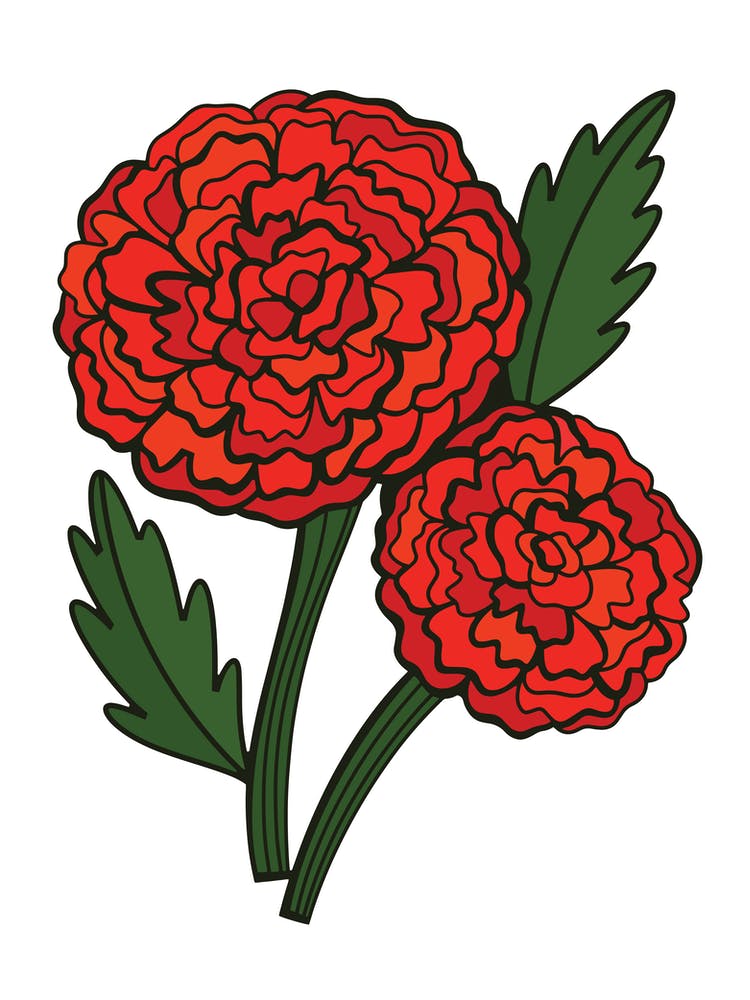 Orange Marigold Contemporary Botanical Illustration