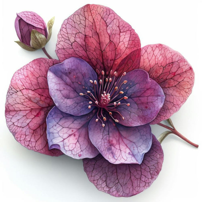 Clematis Flower