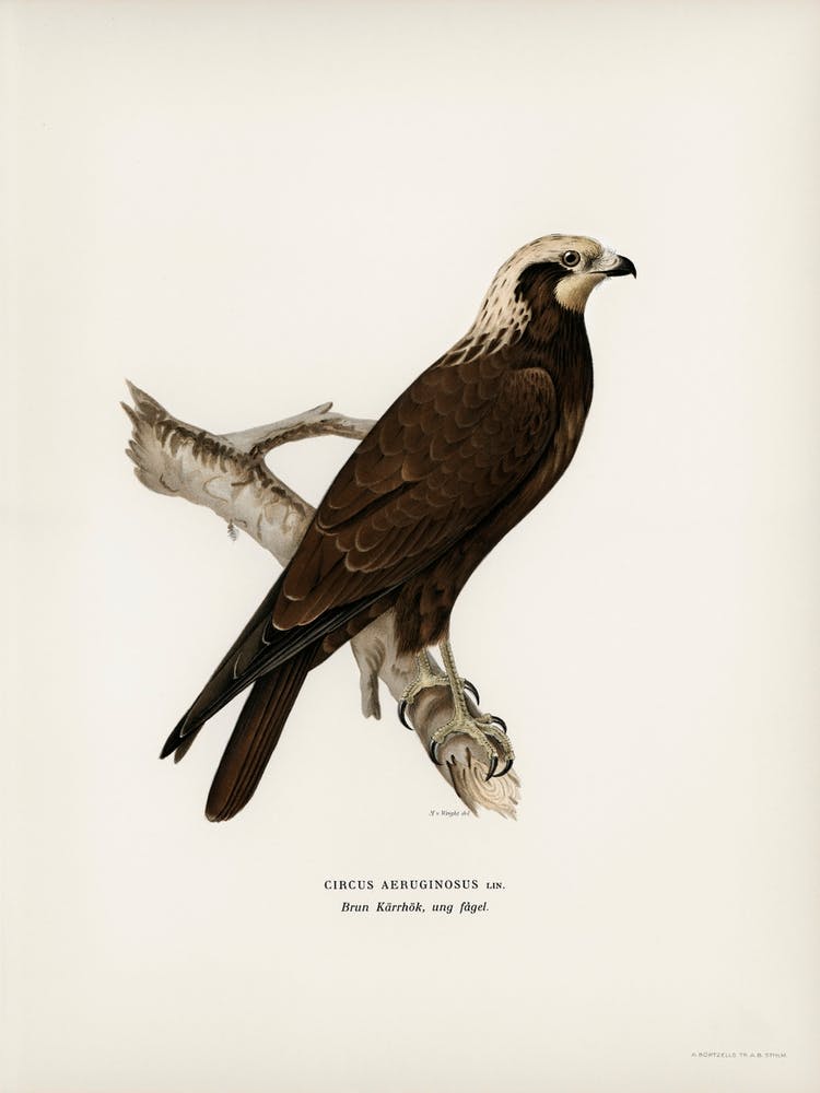Busard des roseaux, The Von Wright Brothers