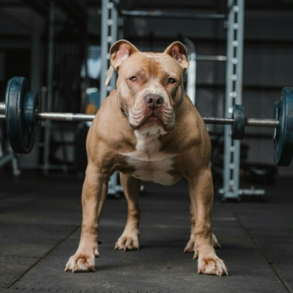 Bulldog In The Gym
