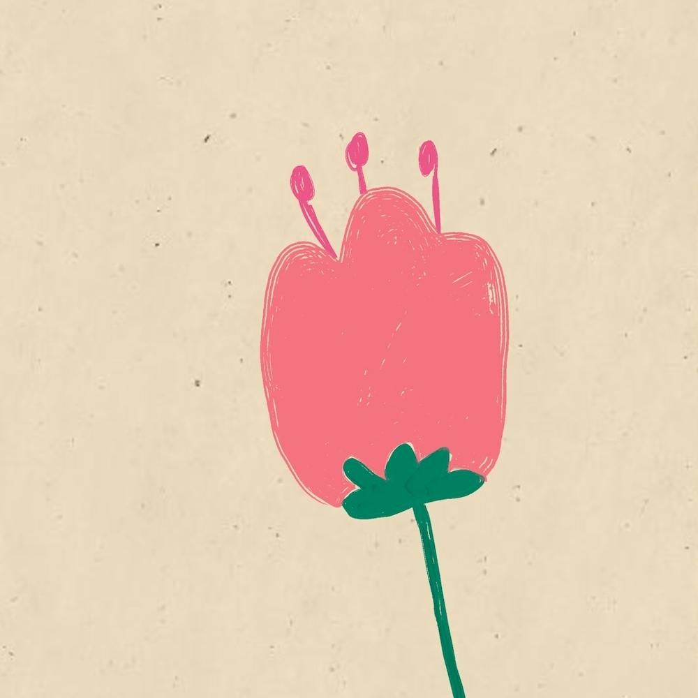 Tulipe Rose