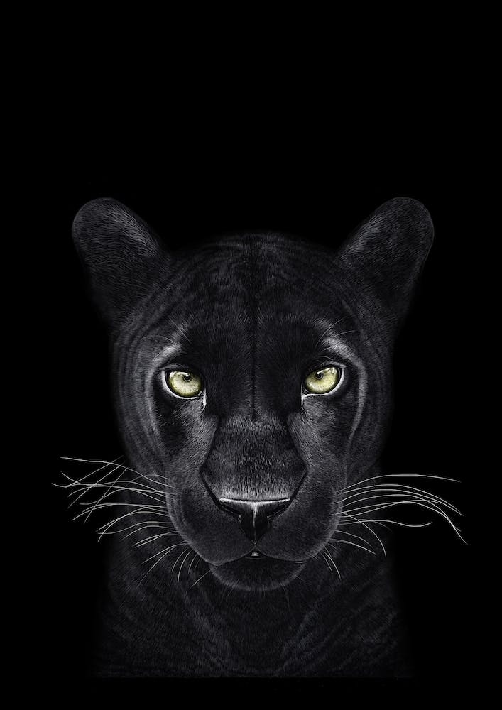 Panther on Black