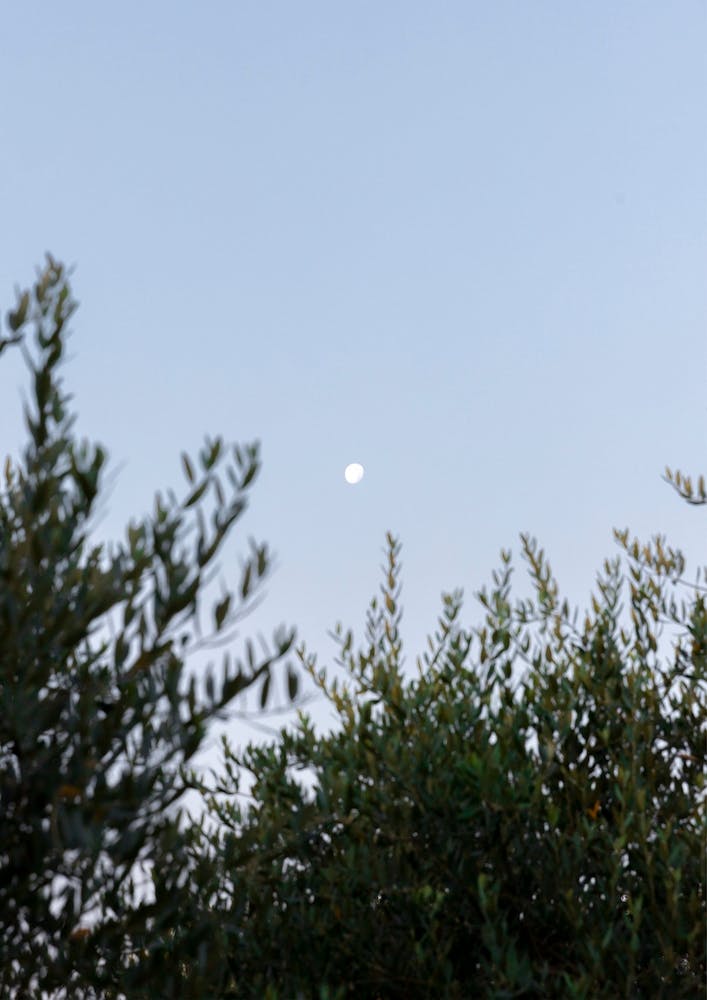 The Moon And Olive Tree