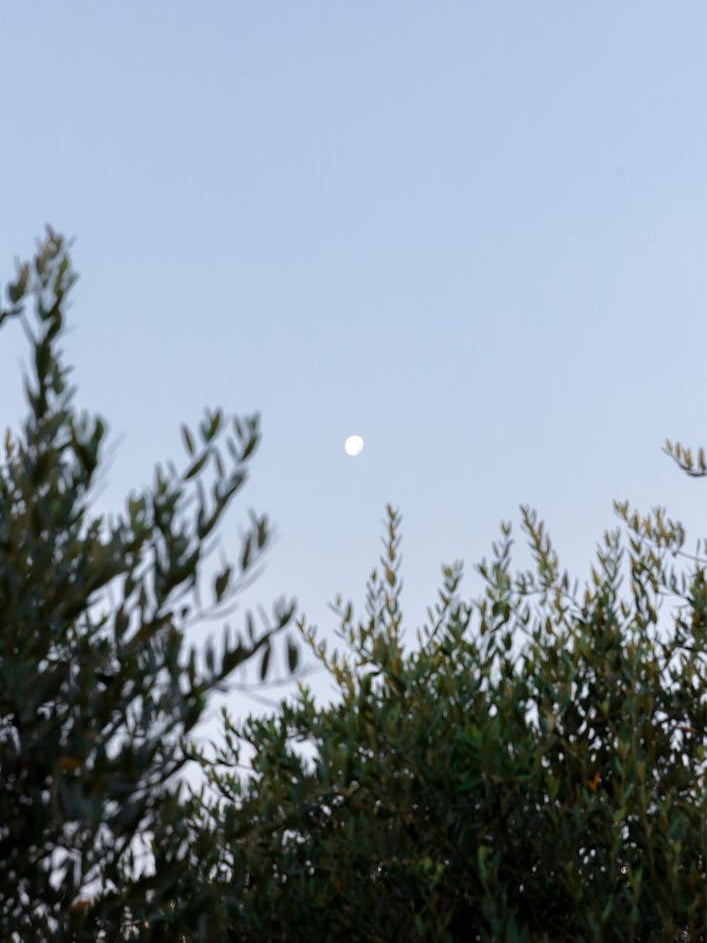 The Moon And Olive Tree