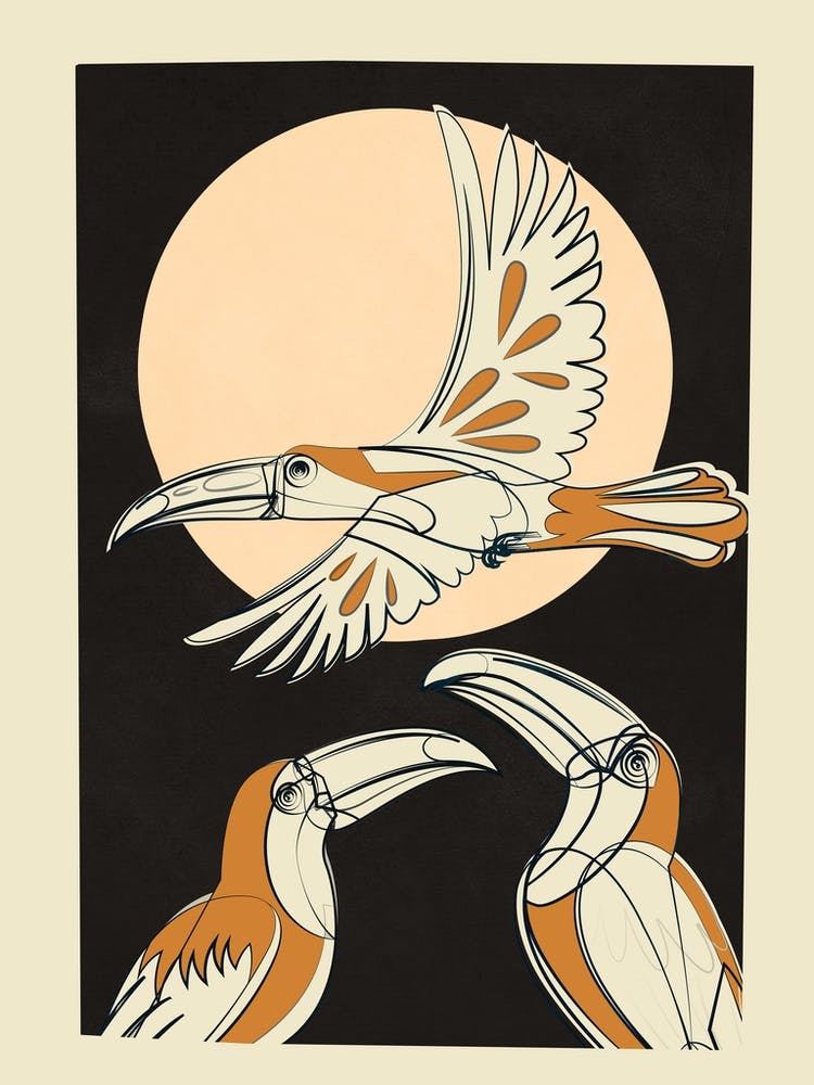 Toucans 1