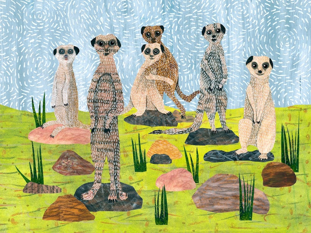 Meet The Meerkats