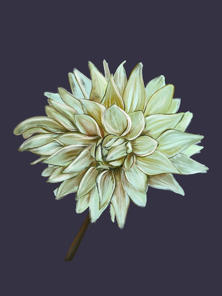 Dahlia