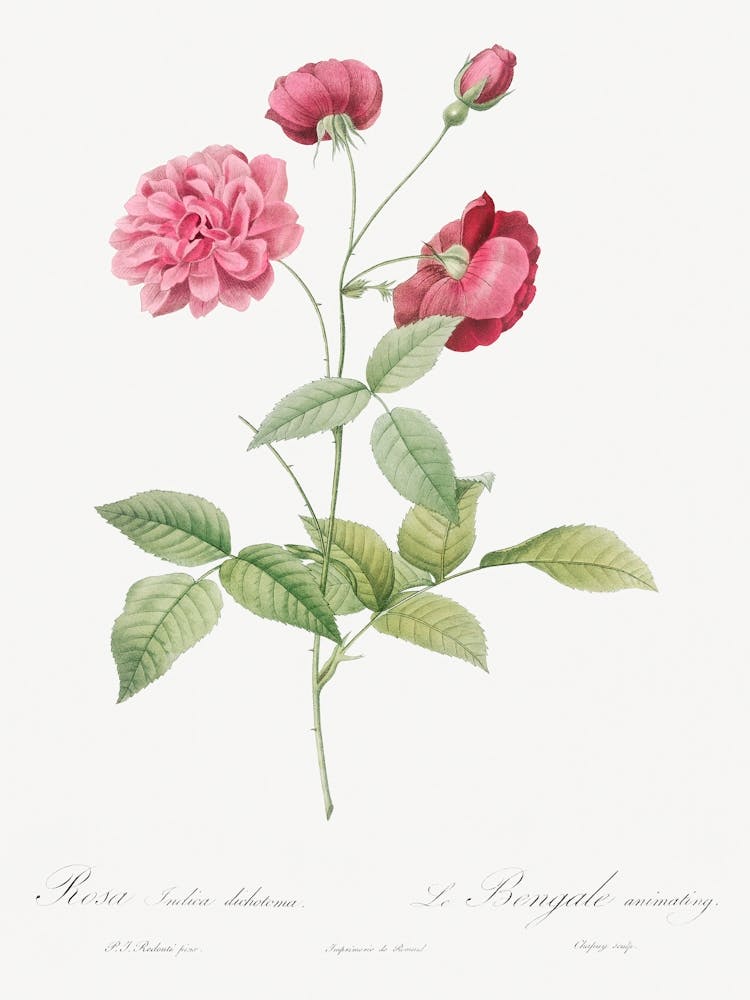 China Rose, Pierre Joseph Redoute