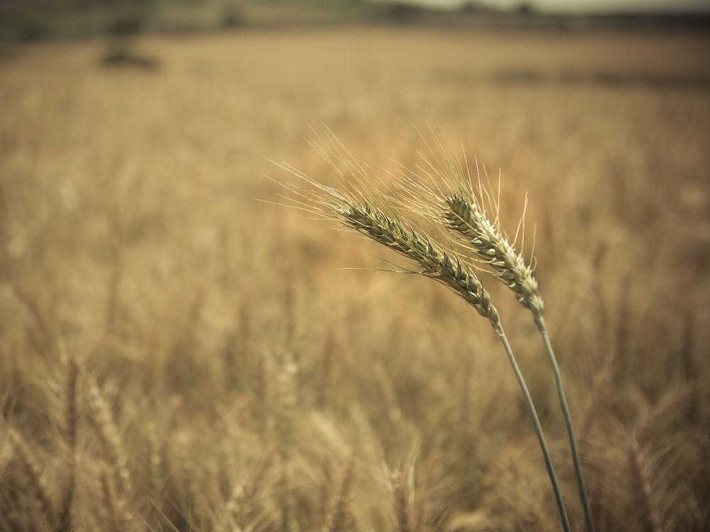 Close Up Of Green Yellow Wheat Crop