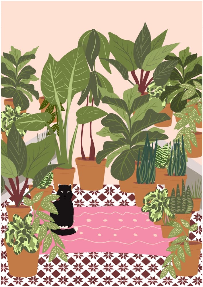 Black Cat And Pink Rug