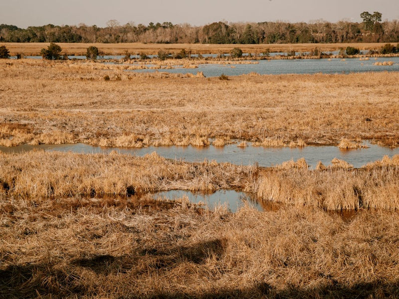 Golden Marshland