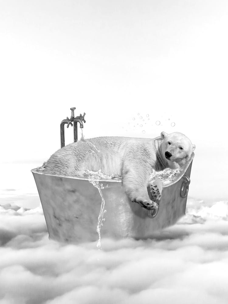 Polar Bear Bath