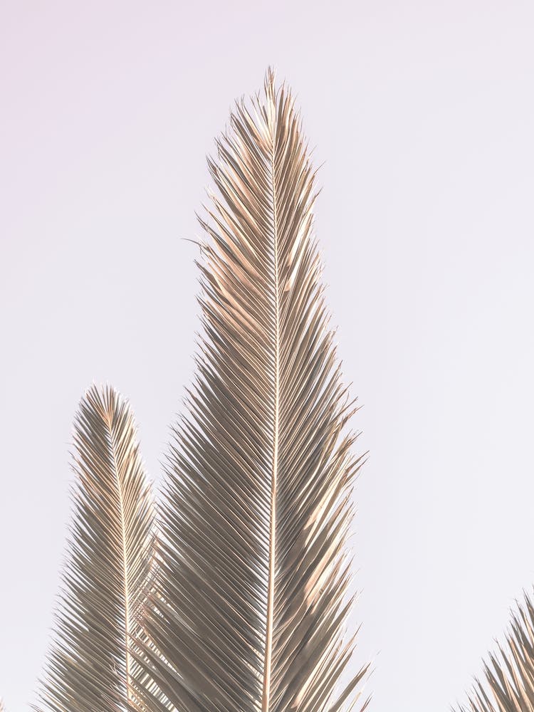 Phoenix Palm