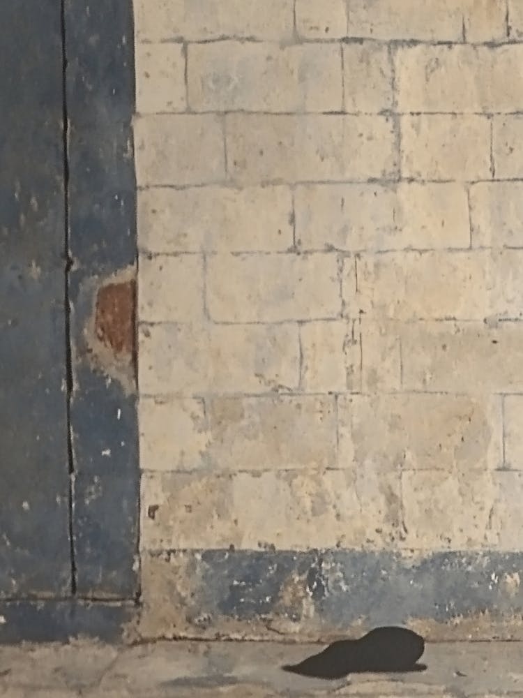 Shadow Of A Cat