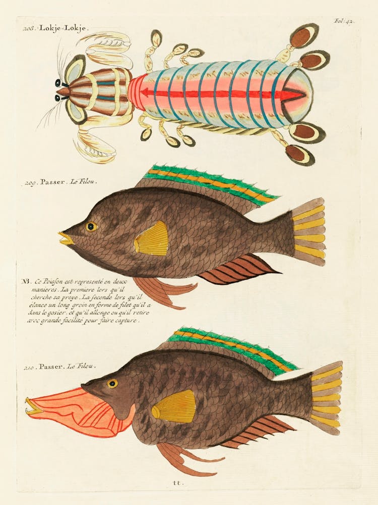 Colourful And Surreal Illustrations Of Fishes Found In Moluccas (Indonesia) And The East Indies, Louis Renard(55)