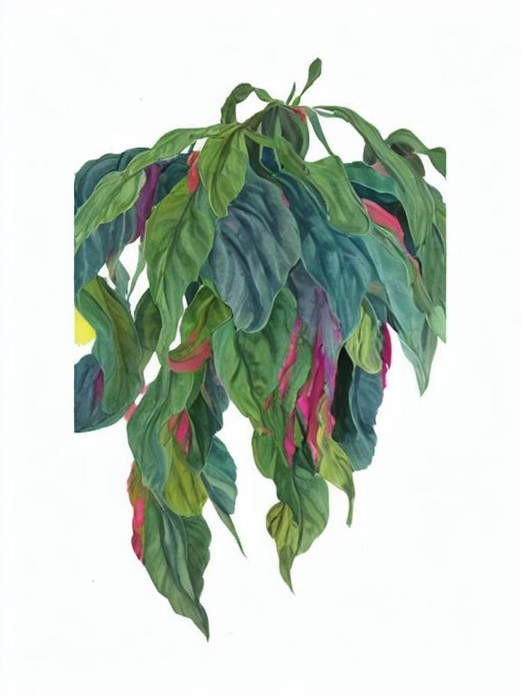 Cigar Plant (Cuphea Ignea) Watercolor