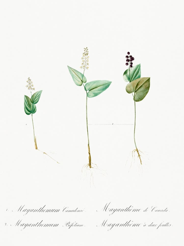 Mayanthemum Illustration Aus Les Liliacées (1805), Pierre Joseph Redoute