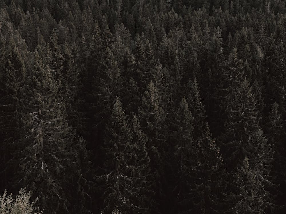 Moody Forest Scenery