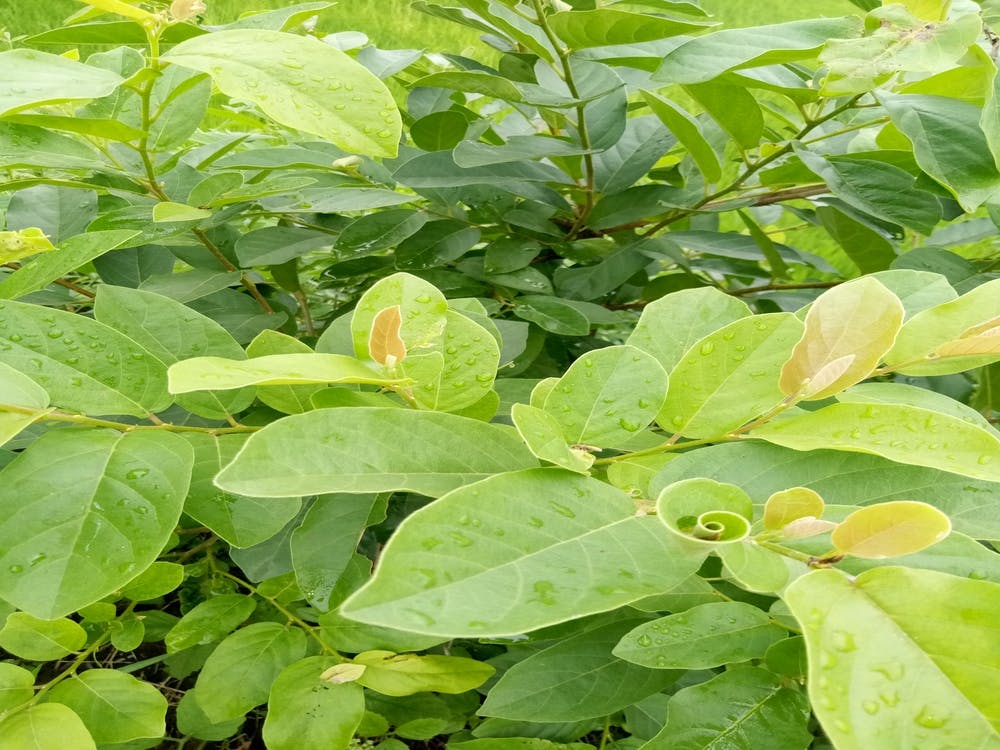 small plant photography design