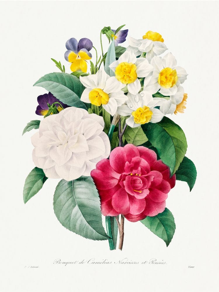 Camellia Narcissus And Pansy Bouquet, Pierre Joseph Redouté