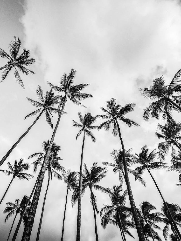 Palm Trees And Clouds Black And White 1