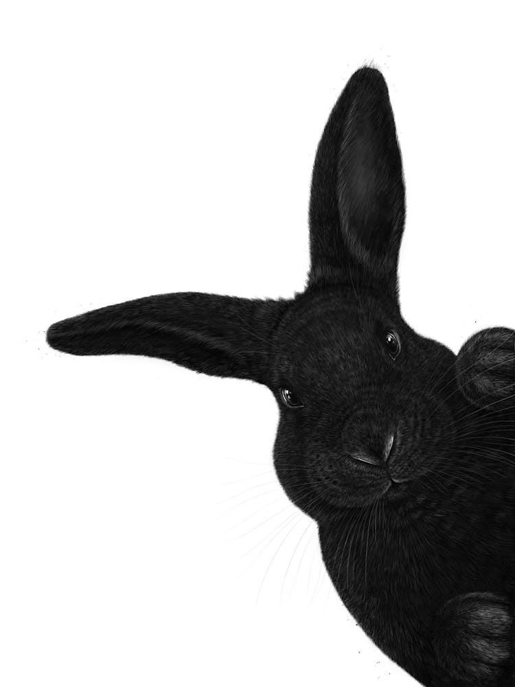 Black Bunny