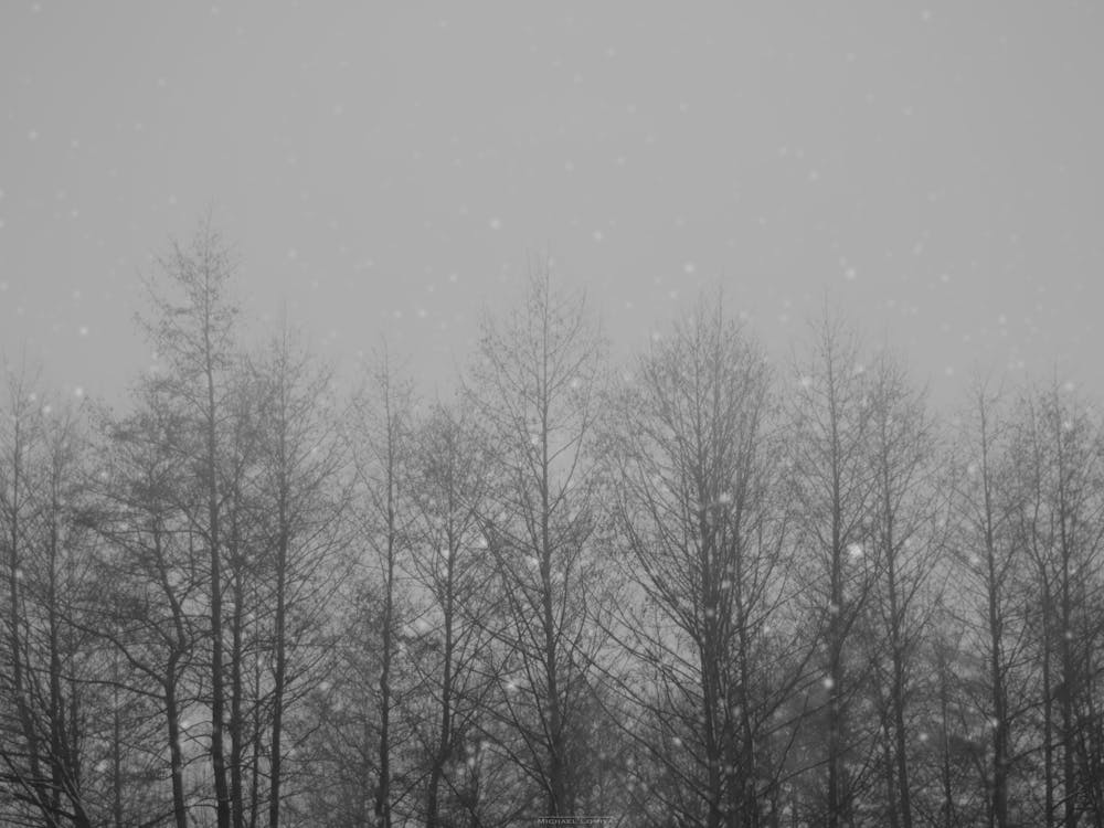 Melancholy Winter Forest