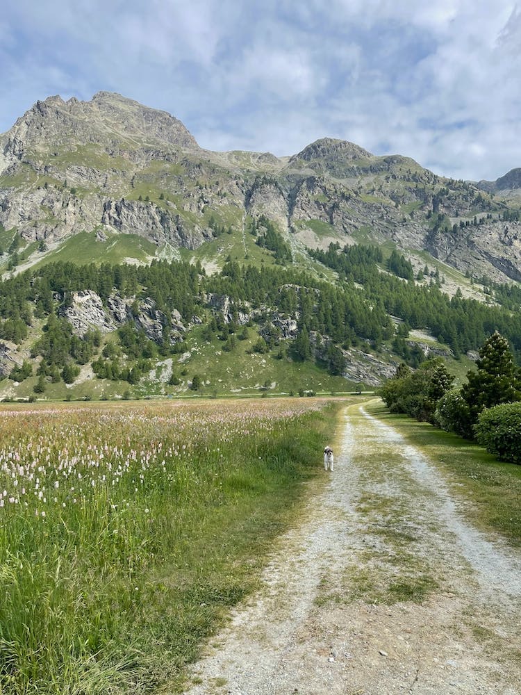A Dog in Switzerland