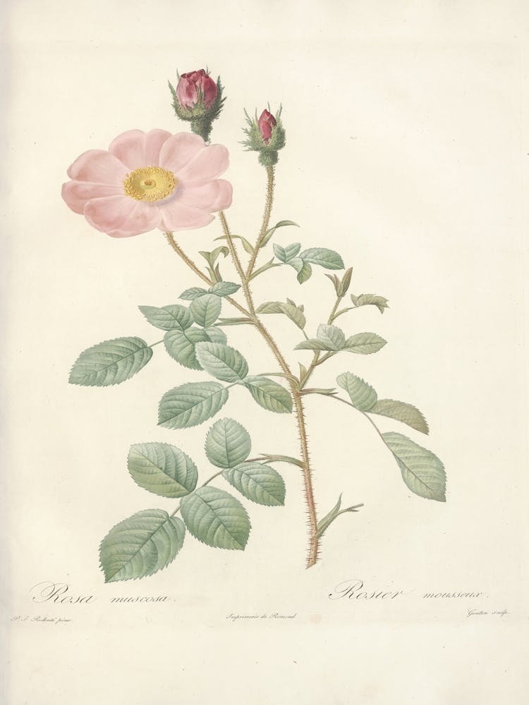Rose Illustration, Pierre Joseph Redoute (77)