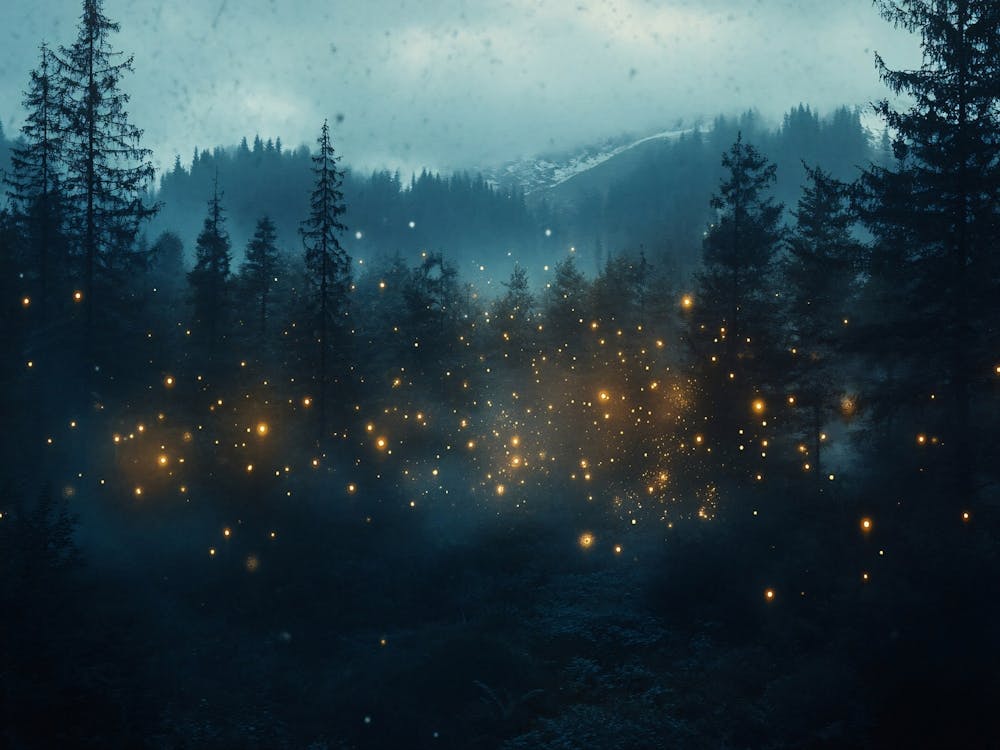 Fireflies In The Forest