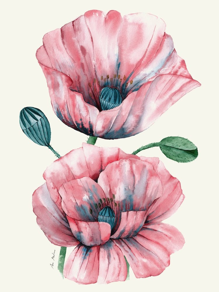 Poppies