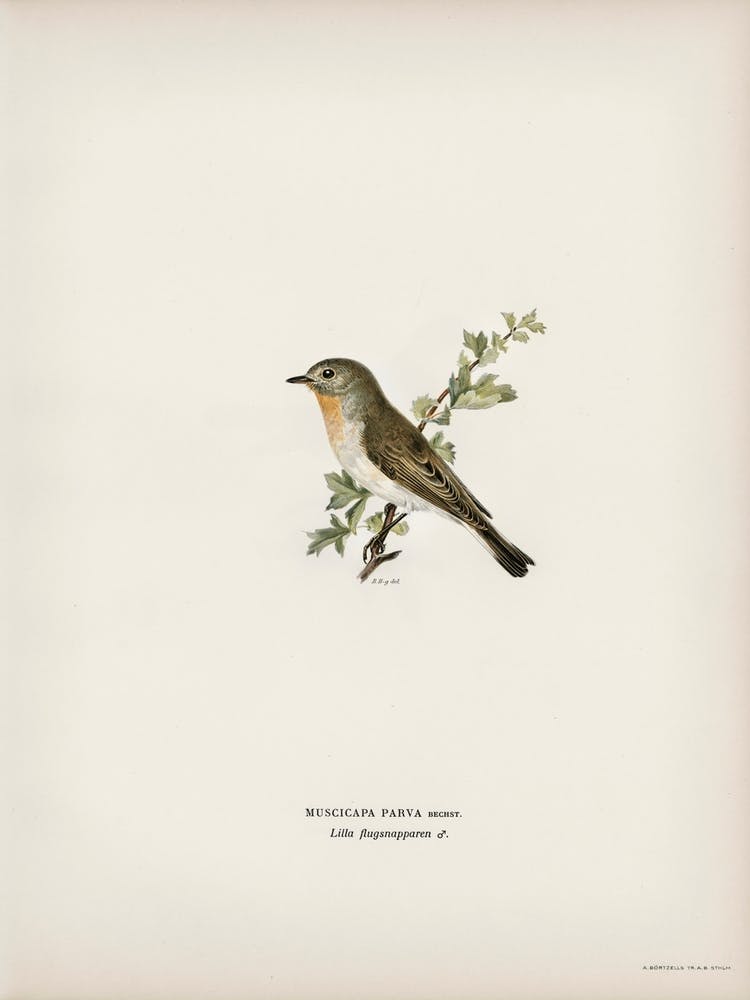 Red Breasted Flycatcher, The Von Wright Brothers